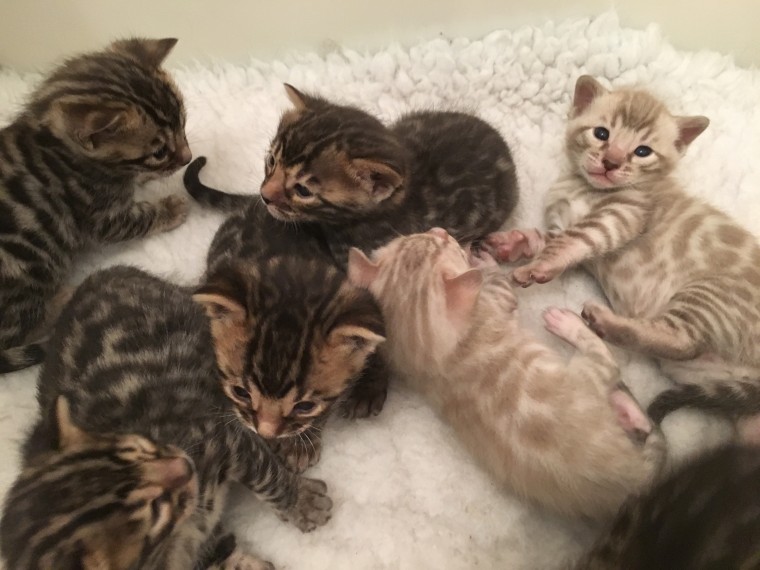 Bengalkitten mit Baum, Bengal, reinrassig Bengal-Kätzchen - Hausrat Alles Sonstige - Schleswig-Holstein 